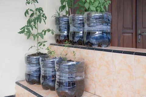 Creative, Using Used Gallons to Make Beautiful Flower Pots Stock Photos