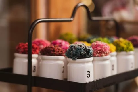 Creative valentine's gift, mini small colorful plant decorations on a white c Stock Photos