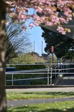 Creative view of iconic Poolbeg CCGT towers in spring pink cherry blossoms Stock Photos