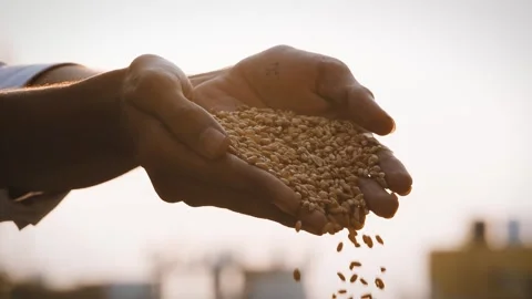 Creative Wheat Grains Shot  Closeup Agriculture Footage Stock Footage 318155457