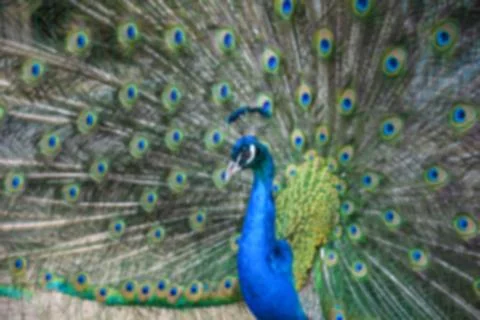 Creative wildlife theme with blurry background and bokeh elements for backgro Foto stock