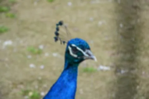Creative wildlife theme with blurry background and bokeh elements for backgro Foto stock