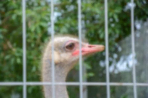 Creative wildlife theme with blurry background and bokeh elements for backgro Foto stock