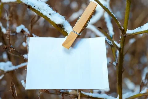 Creative winter and fall layer. Snow on branches. early winter. copy space. Foto stock