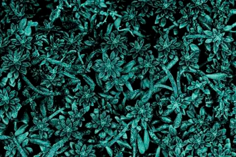 Creatively toned.plant Stock Photos