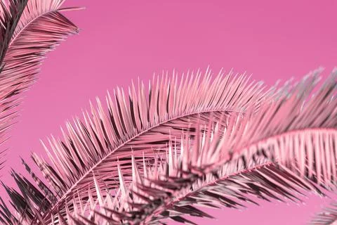 Creativity composition with pink background, palm tree, lay out Stock Photos