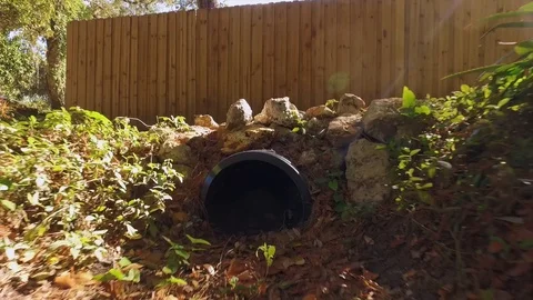 Creature Camera 動画素材 96214966