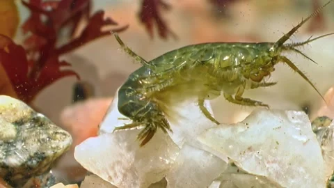 Creature feature tiny shrimp patrols seabed in the white sea Stock Footage 311856565