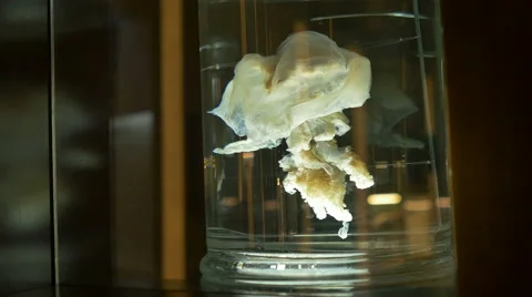 Creature in Formalin Jar Stock Footage 61858668