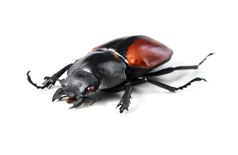 Creature, insect and bug with black beetle in studio for wildlife, ecosystem and Stock Photos