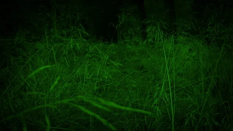 Creature POV Moving Through Long Grass In Forest Stock Footage 266954764