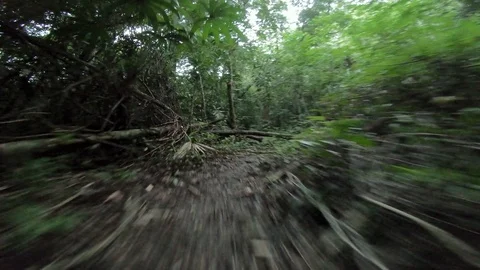 A creature staking through the jungles Vídeo Stock 122690013