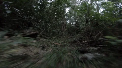 A creature staking through the jungles Stock Footage 122695172