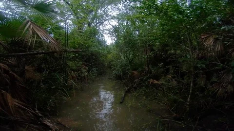 A creature stalking through the jungles Stock Footage 122701659