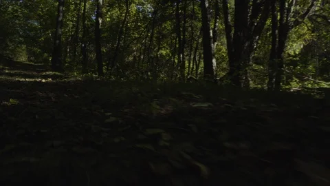 Creature view 1 Stock Footage 96001529