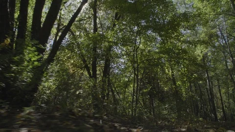 Creature view 2 Stock Footage 96001421