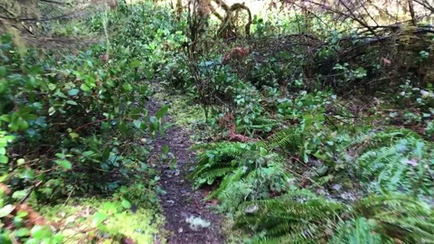 Creature view down forest trail Vídeos de archivo 76504588