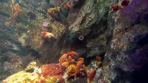 Creatures in the aquarium Stock Footage 247192480