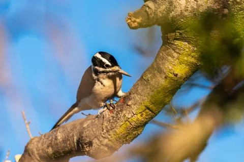 Creatures of habit everyday in nature. Stock Photos