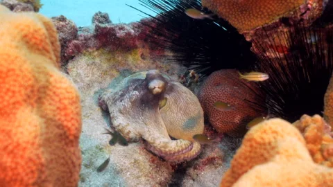 Creatures of the Sea Stock Footage 301541179