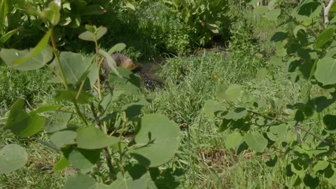 Creed running thru grass Video stock 246874249