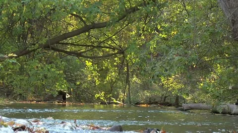 Creek 004 Stock Footage 12605840