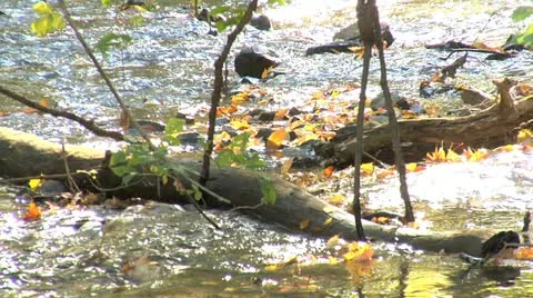 Creek 006 Stock Footage 12607670