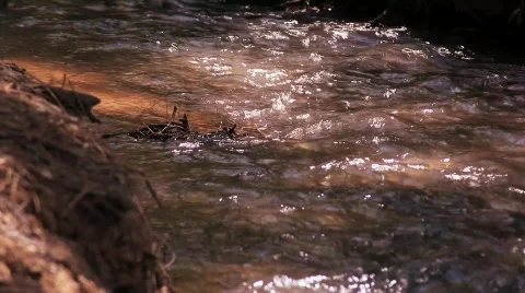 Creek 2 Stock Footage 583452