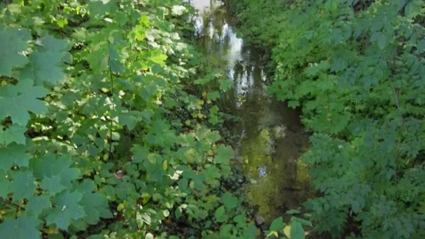 Creek #2 Stock Footage 164258235