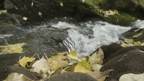 Creek 4K Stock Footage 142976534