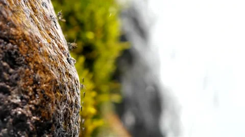 Creek and insects. Stock Footage 40414188