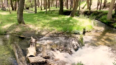 Creek and meadow with trees and sunlight in Andalusia Spain Stock Footage