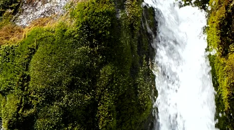 Creek and moss. Stock Footage 40549398