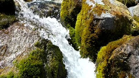 Creek and moss. Stock Footage 40549429