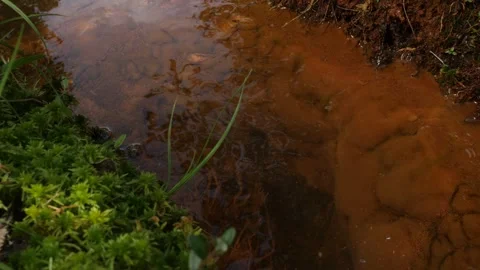 Creek and the moss in swamp Stock Footage 282917147