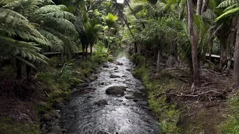 Creek and tree Video stock 321402050