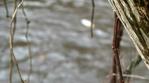 Creek and Tree RACK Stock Footage 653205