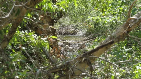 Creek Appears Out of a Dense Forest Stock Footage 40602574