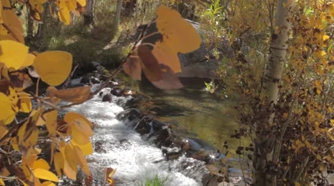 Creek Aspens 動画素材 57377395