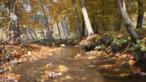 Creek in autumn. Stock-Footage 31548866