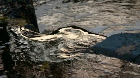 Creek in autumn Stock Footage 83452650