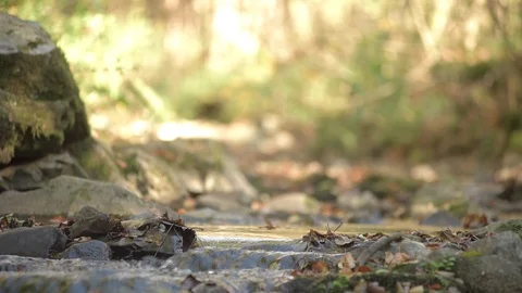 Creek in Autumn Stock Footage 97939357