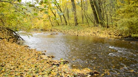 Creek in the autumn forest Stock Footage 68947401