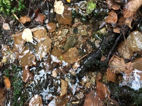 Creek in autumn forest Stock Footage