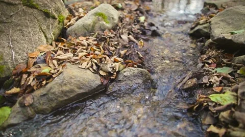 Creek with autumn leaf Video stock 43622899