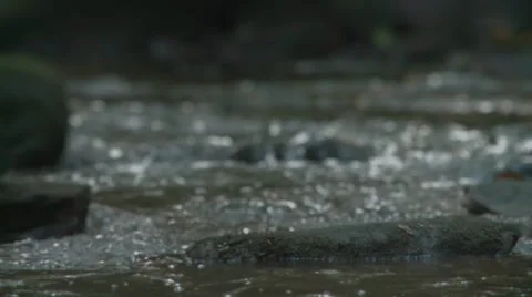 Creek Background Stock Footage 34803852