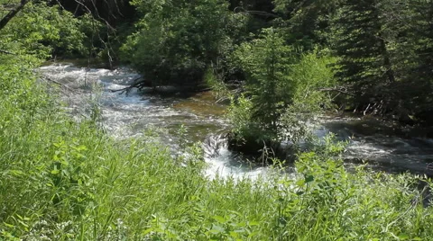 A Creek in the Black Hills Video stock 40341593