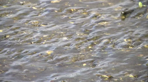 Creek with blue-green algae Stock Footage 68389638