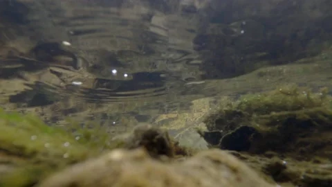 Creek Bottom Stock Footage 152847409