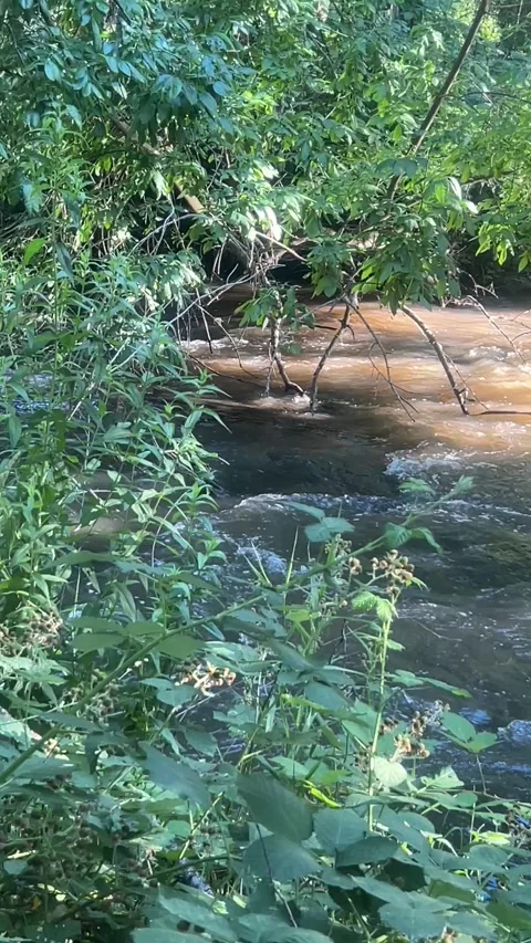 Creek with branch video Vidéo 337210349